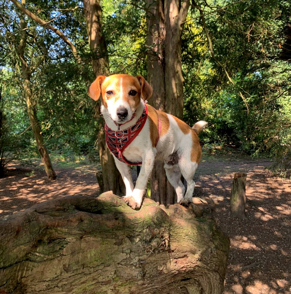 Dog Walking