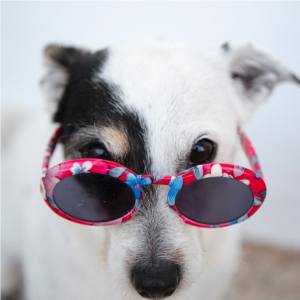 Dog Wallking